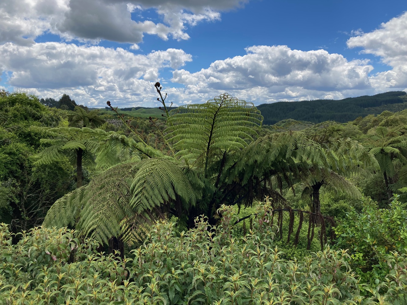 newzealand 34