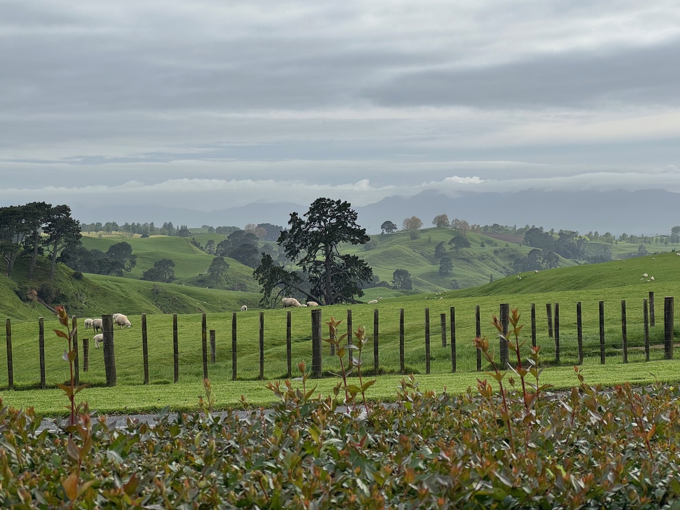 newzealand 12