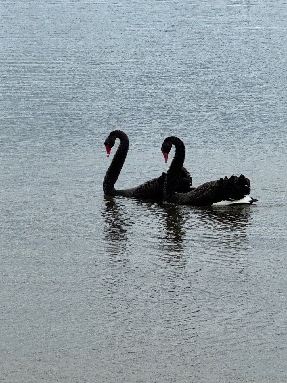 newzealand 16
