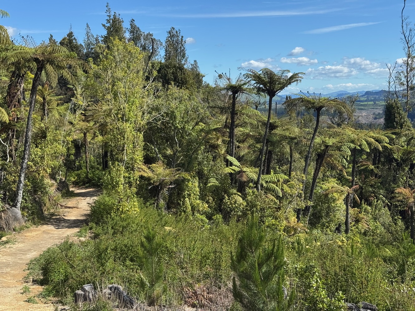 newzealand 25