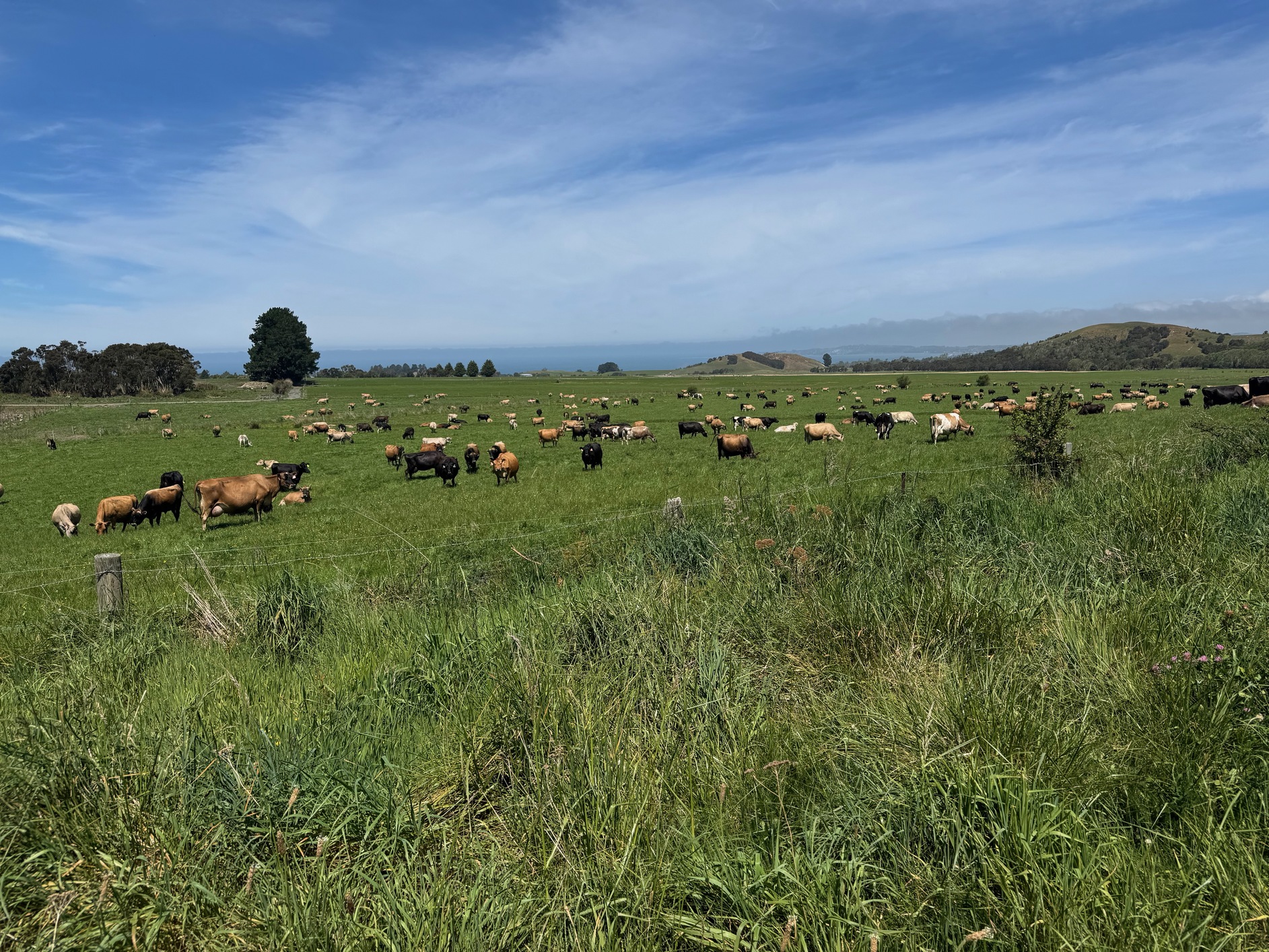 newzealand 81