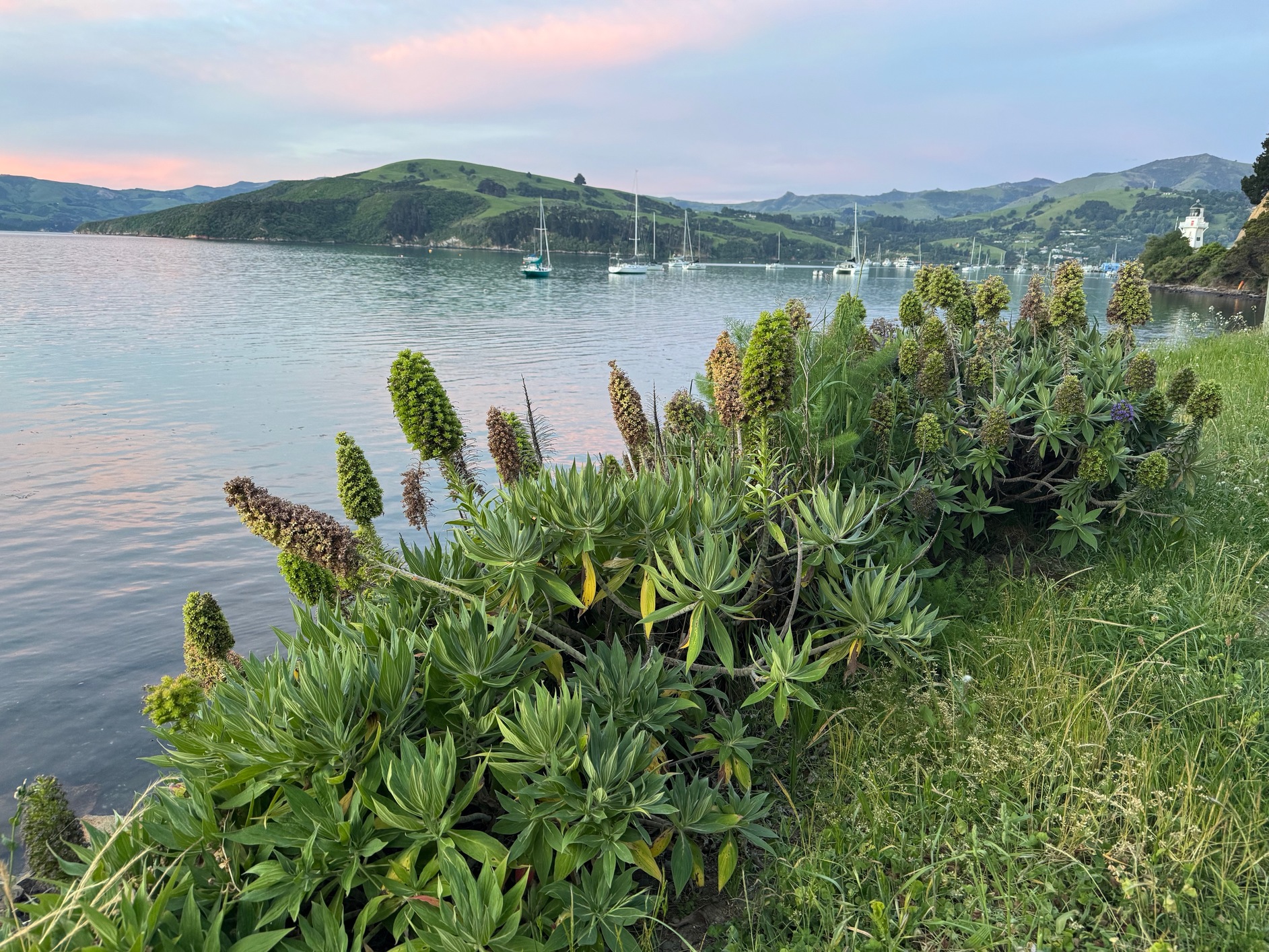 newzealand 88