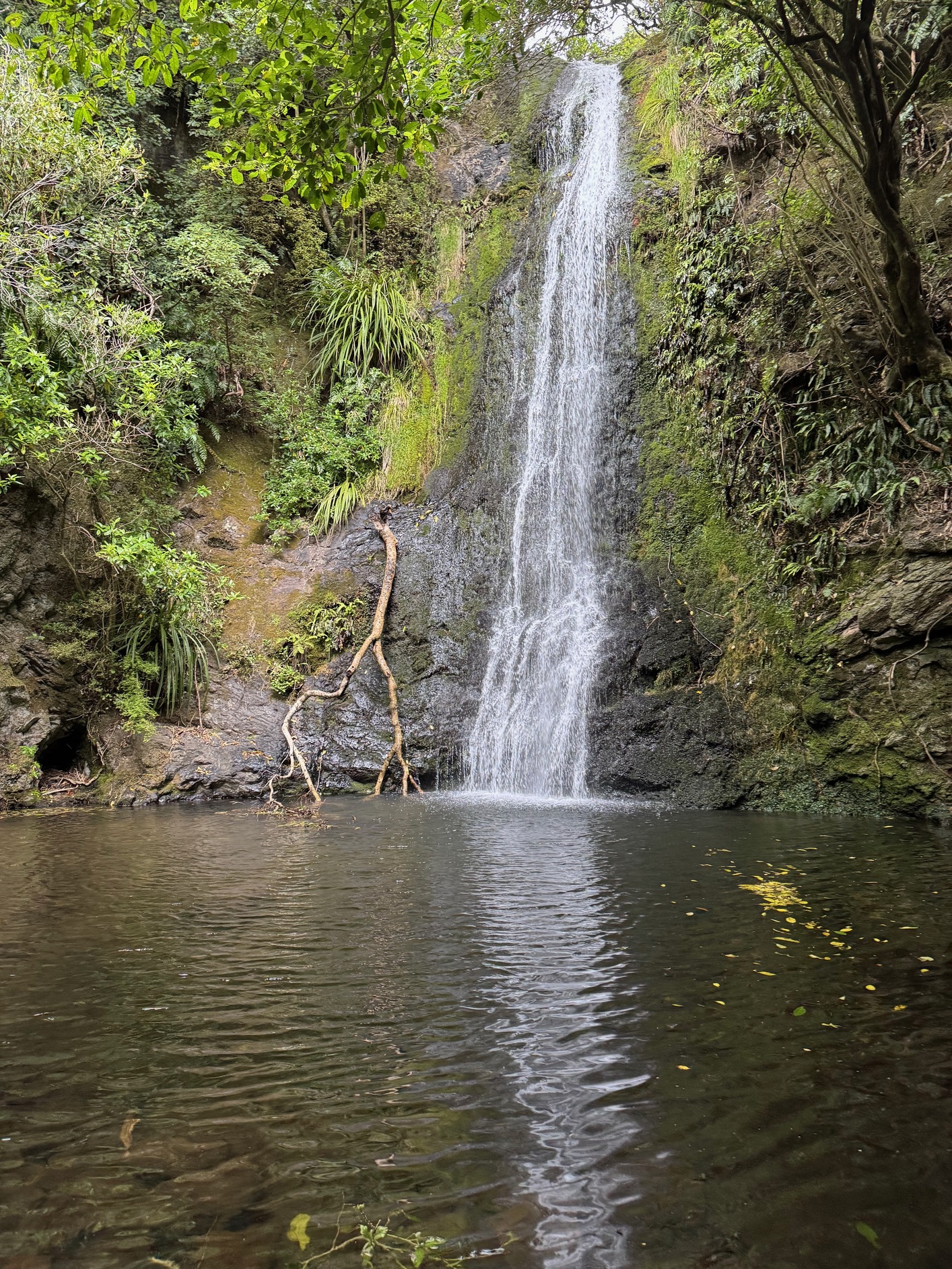 newzealand 91