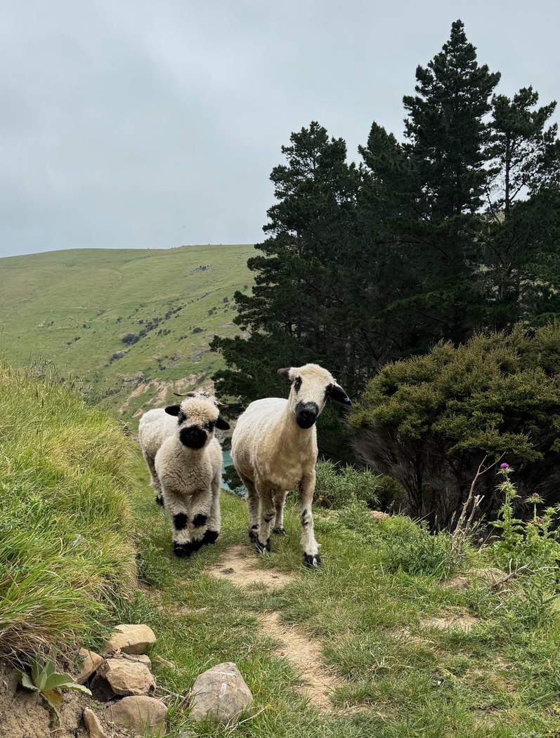 newzealand 96