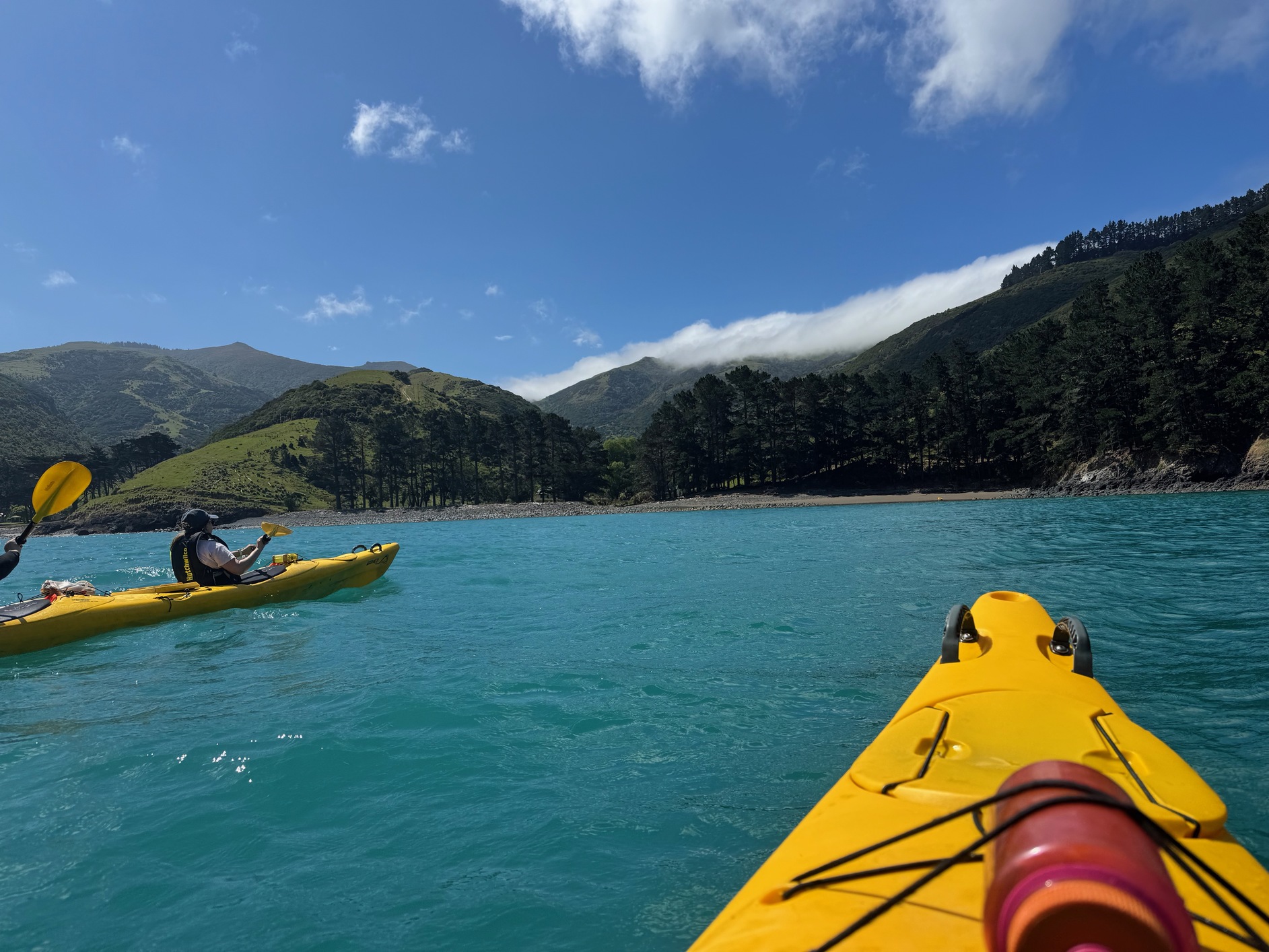 newzealand 99
