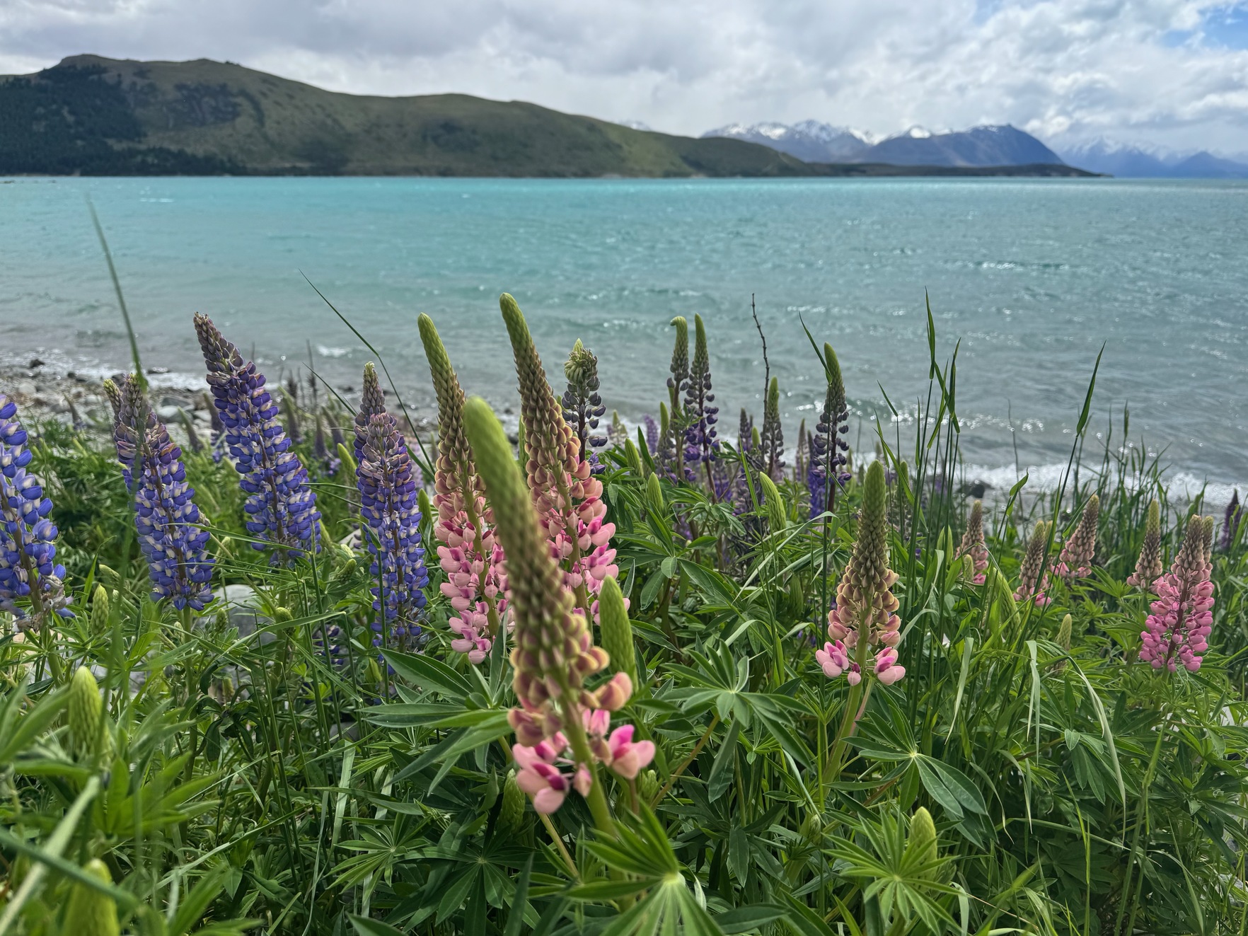 newzealand 104