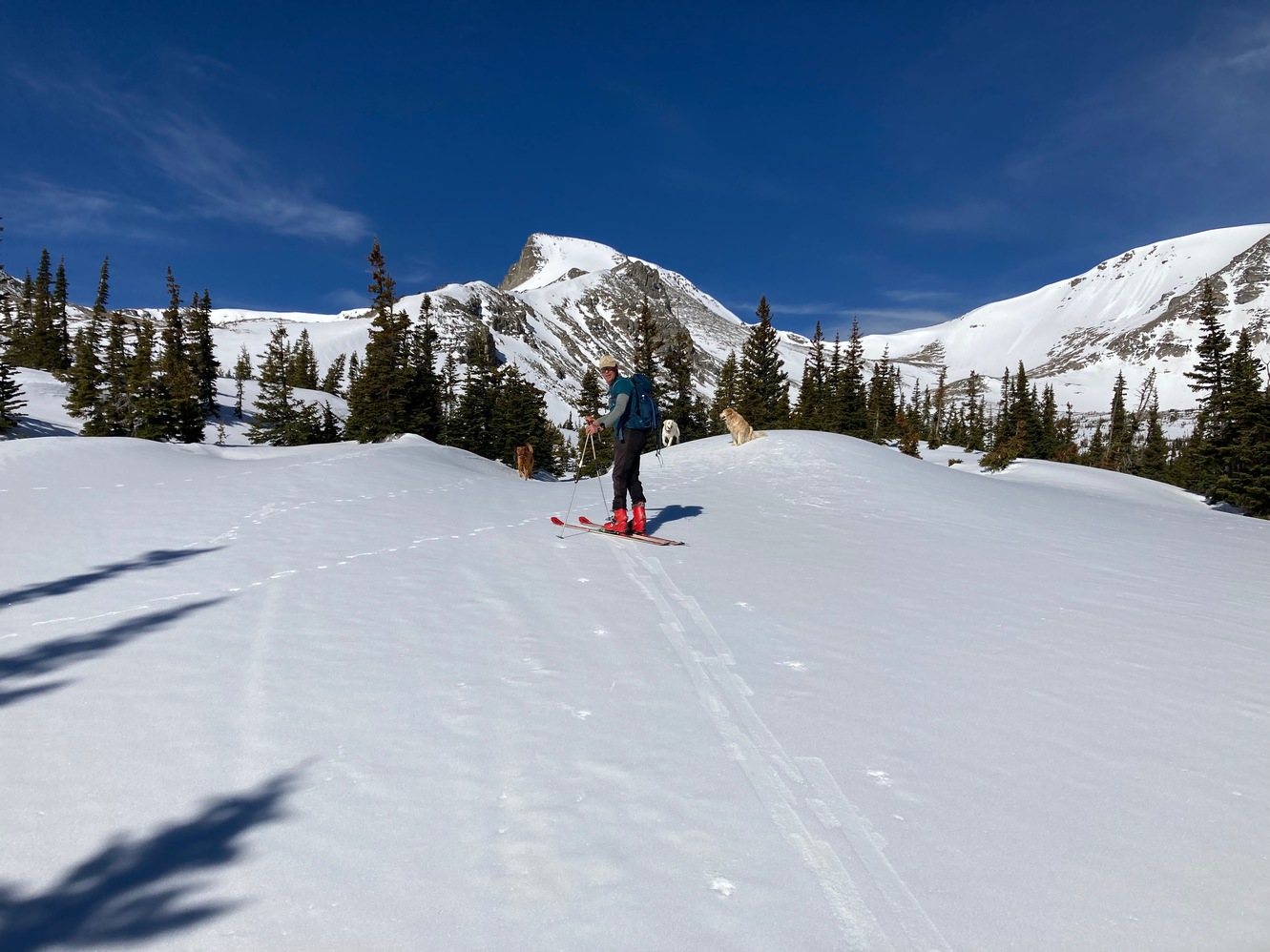 sawtooth 21