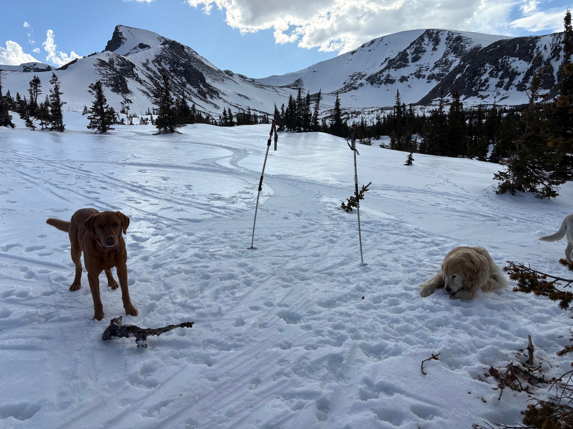 sawtooth 12