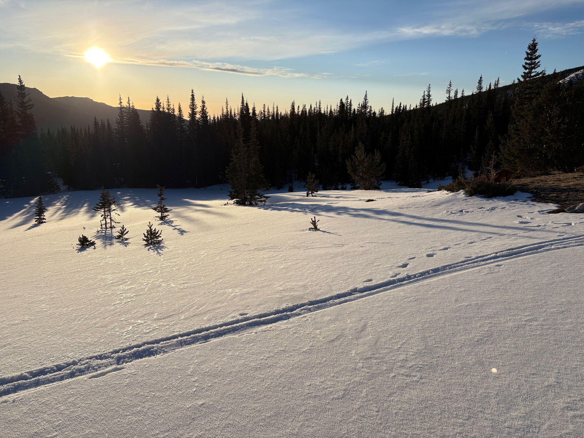 sawtooth 19